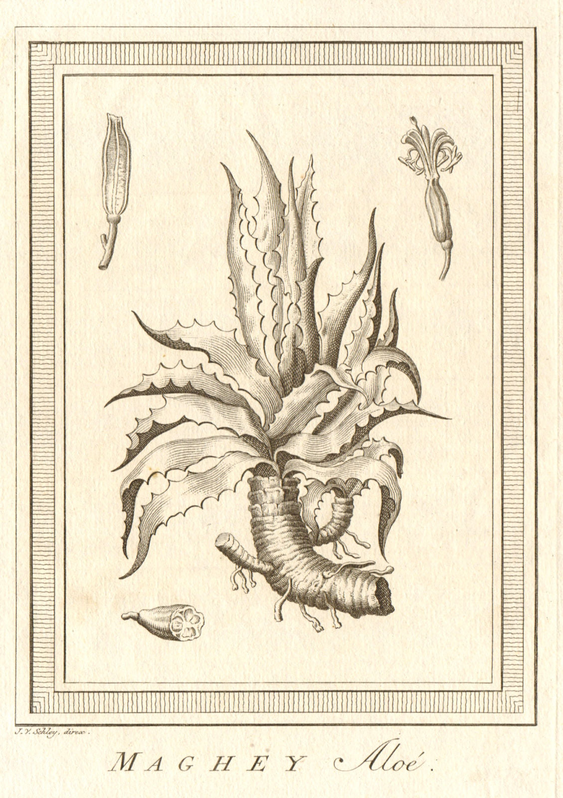 'Maghey Aloé'. Mexico. Aloe plant. SCHLEY 1762 old antique print picture